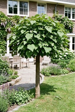 Catalpa bignonioides 'Nana' demi-tige 12/14 150cm tronc