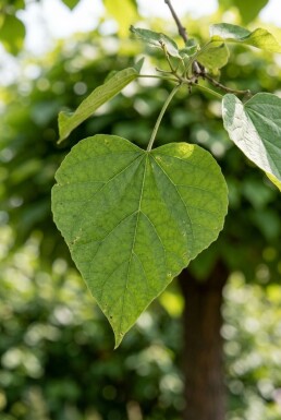 Catalpa bignonioides 'Nana' demi-tige 12/14 150cm tronc