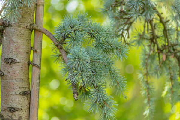 Cedrus atlantica 'Glauca Pendula' port pleureur