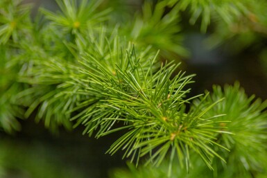Cedrus atlantica 'Glauca Pendula' port pleureur