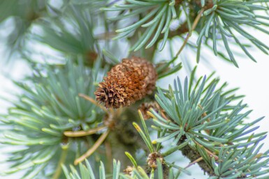 Cedrus atlantica 'Glauca Pendula' port pleureur