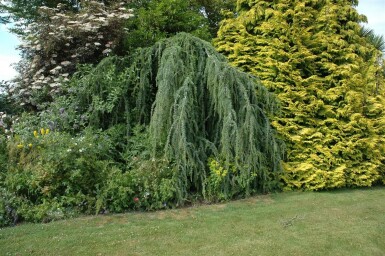 Cedrus atlantica 'Glauca Pendula' port pleureur