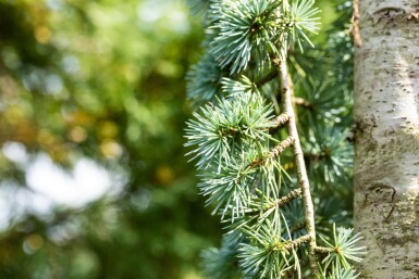 Cedrus atlantica 'Glauca Pendula' port pleureur