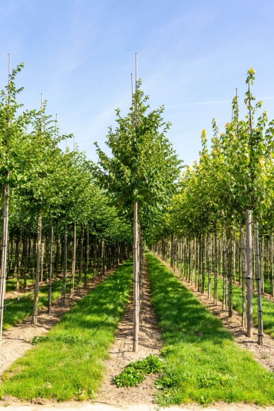 Celtis australis haute-tige 14/16
