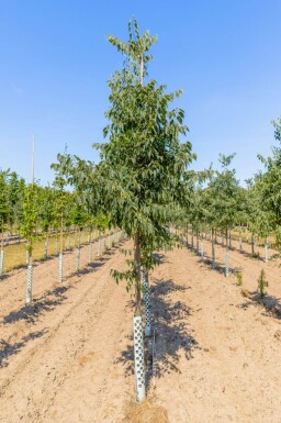 Celtis australis haute-tige