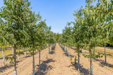 Celtis australis haute-tige 14/16