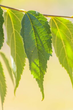 Celtis australis haute-tige 14/16