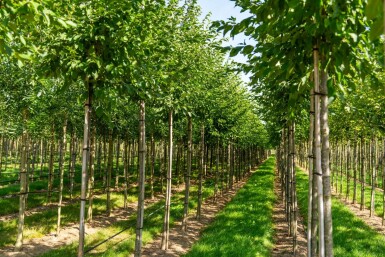 Celtis australis haute-tige 14/16