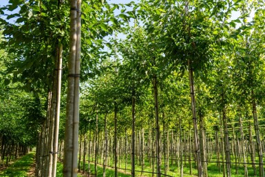 Celtis australis haute-tige 14/16