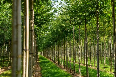 Celtis australis haute-tige 14/16
