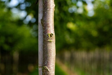 Celtis australis haute-tige 14/16