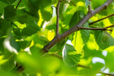 Celtis australis haute-tige 14/16