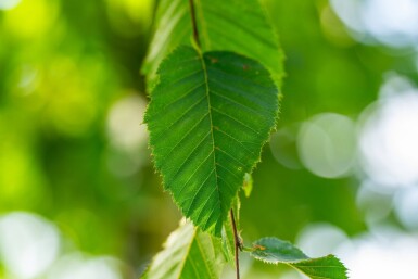 Celtis australis haute-tige 14/16