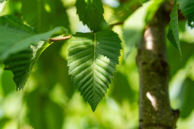 Celtis australis haute-tige 14/16