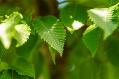Celtis australis haute-tige 14/16