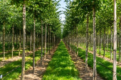 Celtis australis haute-tige 14/16