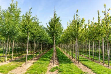 Celtis australis haute-tige 14/16
