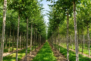 Celtis australis haute-tige 14/16