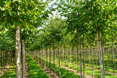 Celtis australis haute-tige 14/16