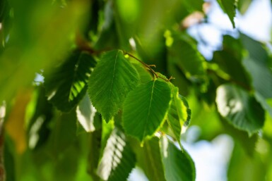 Celtis australis haute-tige 14/16