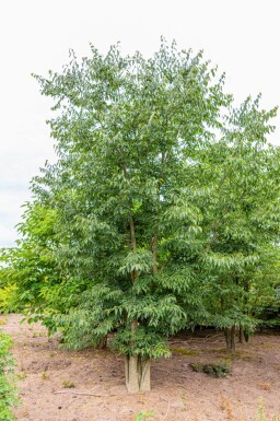 Celtis australis cépée