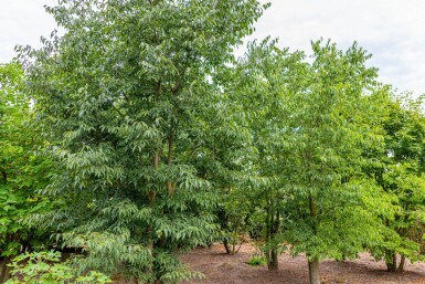 Celtis australis cépée