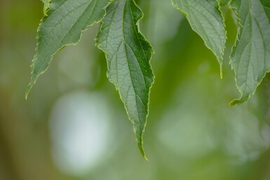 Celtis australis cépée