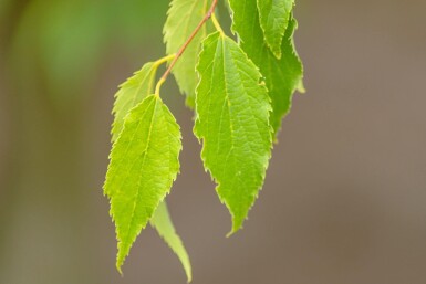 Celtis australis cépée