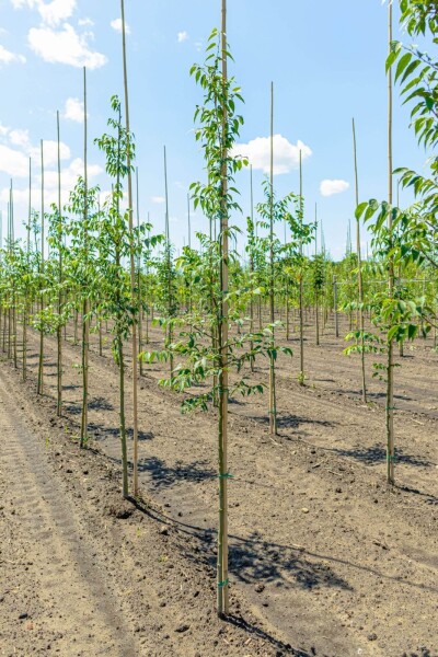 Celtis occidentalis haute-tige