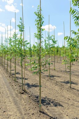 Celtis occidentalis haute-tige