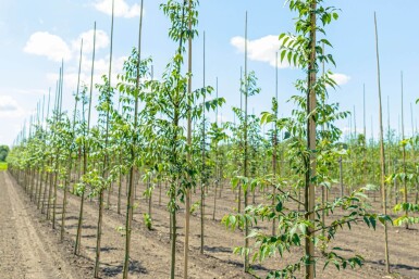 Celtis occidentalis haute-tige