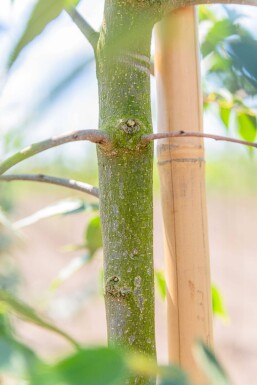 Celtis occidentalis haute-tige