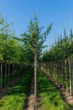 Cercidiphyllum japonicum haute-tige
