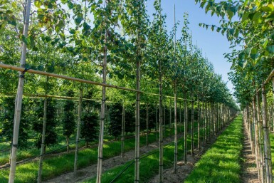 Cercidiphyllum japonicum haute-tige