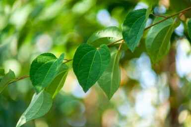 Cercidiphyllum japonicum haute-tige