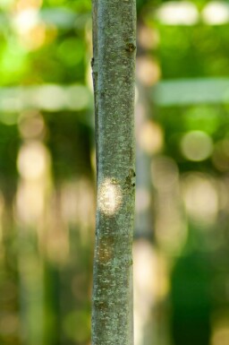 Cercidiphyllum japonicum haute-tige