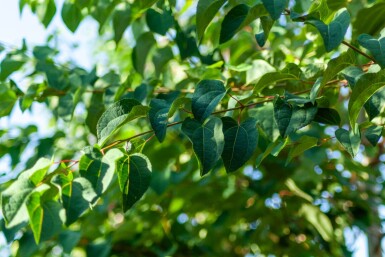 Cercidiphyllum japonicum haute-tige