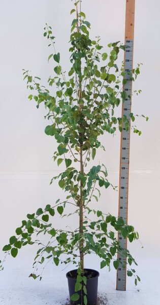 Cercidiphyllum japonicum baliveau
