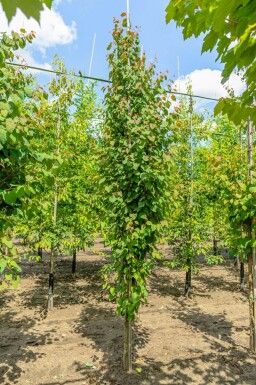 Cercidiphyllum japonicum baliveau