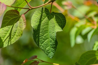 Cercidiphyllum japonicum baliveau