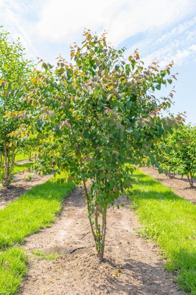 Cercidiphyllum japonicum cépée