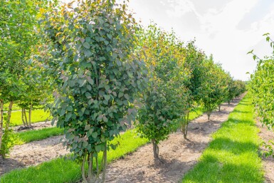 Cercidiphyllum japonicum cépée