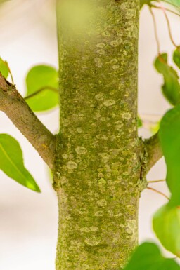 Cercidiphyllum japonicum cépée