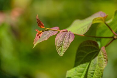 Cercidiphyllum japonicum cépée