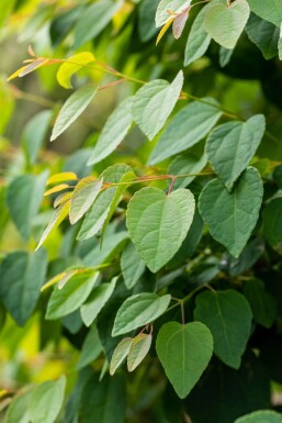 Cercidiphyllum japonicum cépée