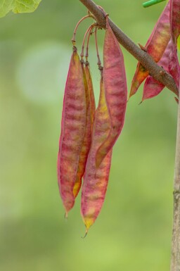 Cercis canadensis haute-tige