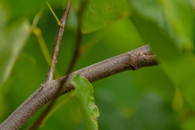 Cercis canadensis haute-tige
