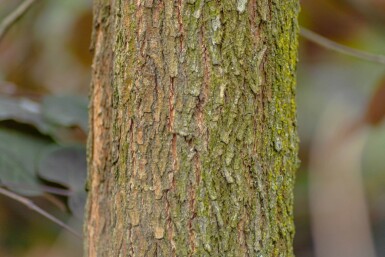 Cercis canadensis haute-tige 10/12