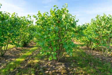Cercis canadensis cépée 200-250
