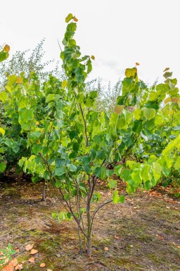 Cercis canadensis cépée 200-250